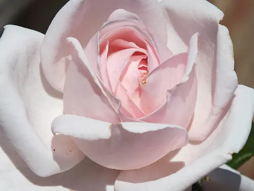 Pretty Parfuma Kordes Rose 5 Litre