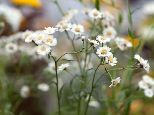 Achillea ptarmica