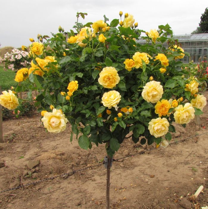 Absolutely Fabulous Floribunda Rose (4.5 Litre)