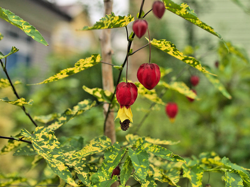 Abutilon megapotamicum 'Variegatum' with red and yellow pendant flowers and variegated foliage