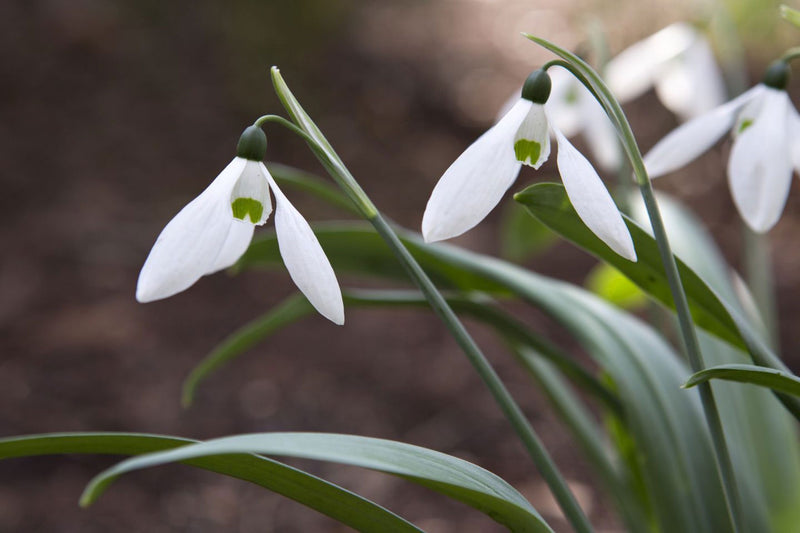Galanthus Elwesii | Snowdrops Elwesii (6 Pack)