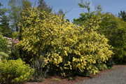 Acacia pravissima – plant and habit