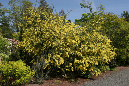 Acacia pravissima – plant and habit