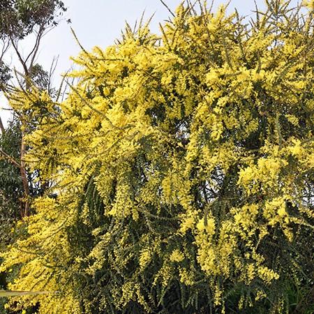 Acacia pravissima – flowers or seasonal detail