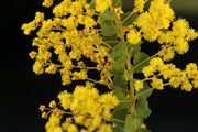 Acacia pravissima – foliage, fruit or mature form