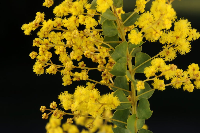 Acacia pravissima – foliage, fruit or mature form