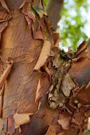 Acer griseum – plant and habit