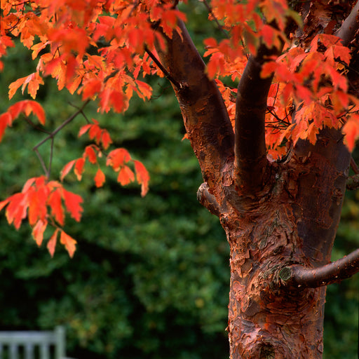 Acer griseum – mature paperbark maple tree