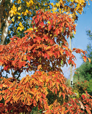 Acer griseum – foliage, fruit or mature form
