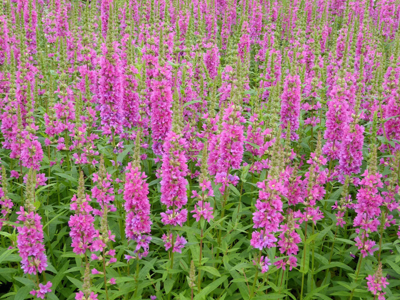 Lythrum salicaria 'Robin' | Purple Loosestrife (2 Litre)