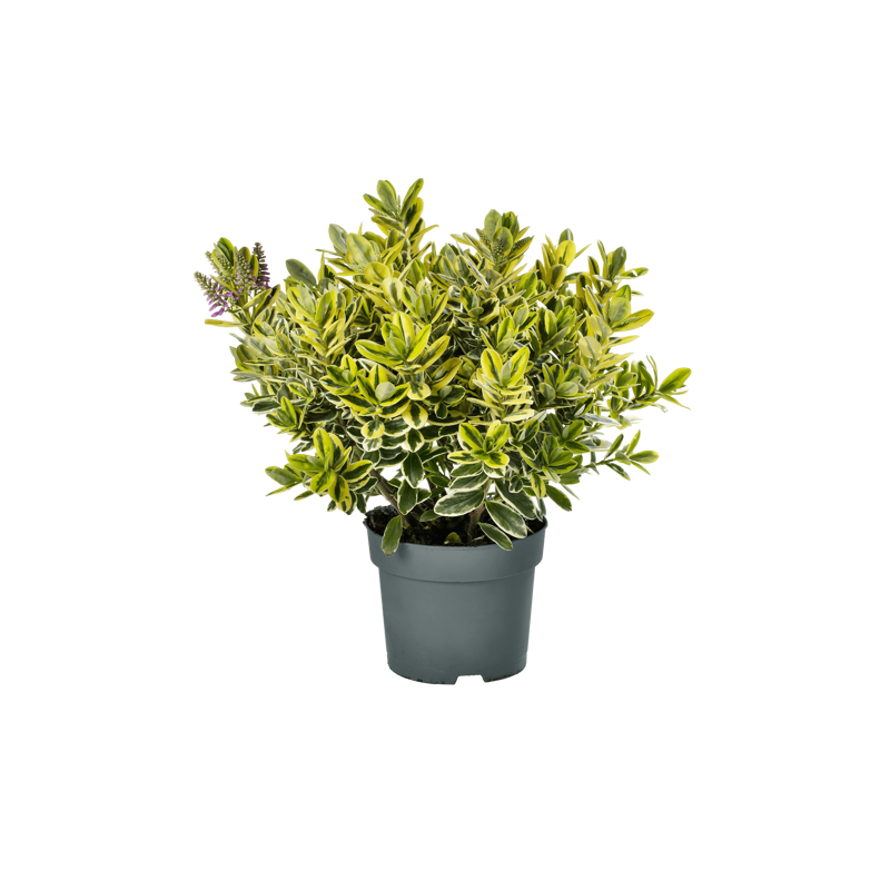 Hebe 'Classic Katrina' (2 Litre)