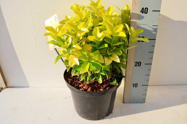 Euonymus japonica Eldorado (2 litre)