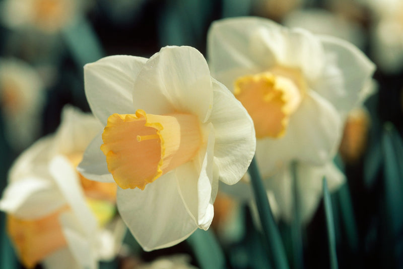 Daffodil Narcissus 'Salome' 1.5kg