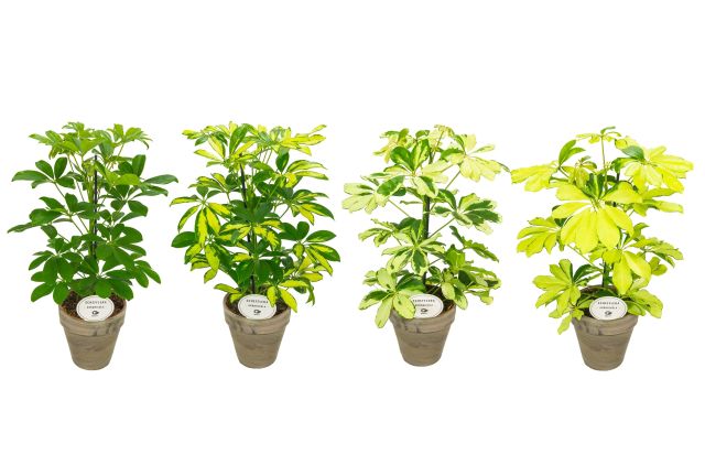 Umbrella Plant | Schefflera in Terracotta Pot 15cm