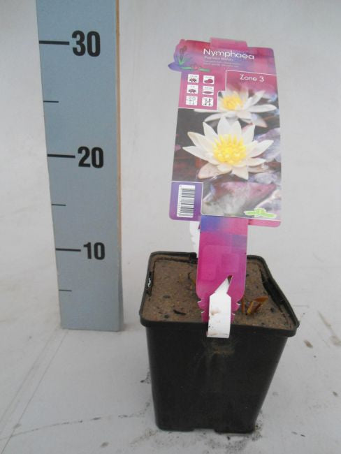 Nymphaea 'Pygmaea Helvola' (P11)