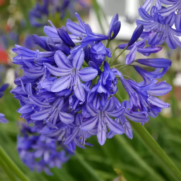 Agapanthus 'Northern Star' (3 Litre) | Available under different vendor