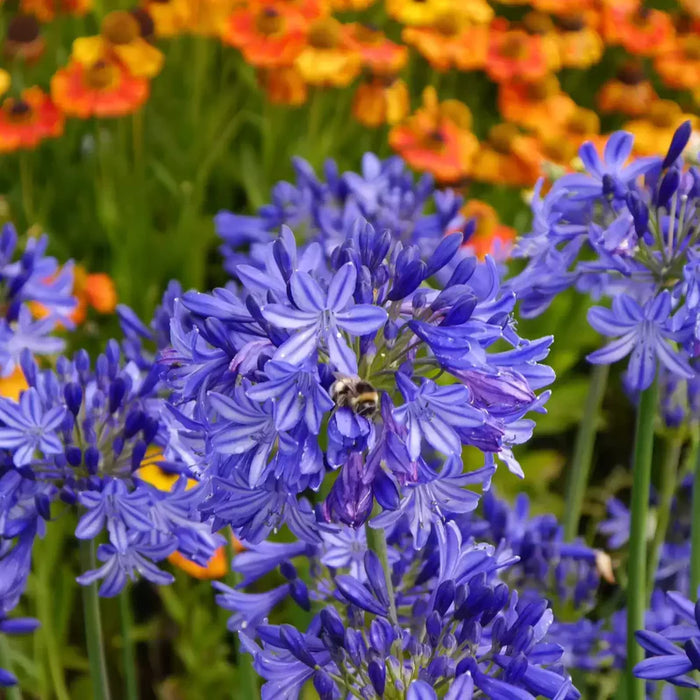 Agapanthus 'Northern Star' (3 Litre) | Available under different vendor