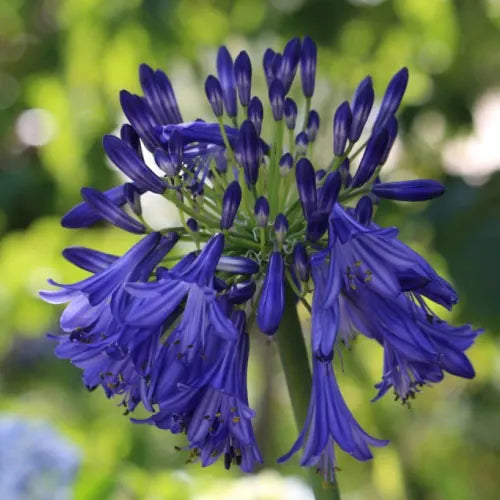 Agaoanthus 'Purple Cloud' (3 Litre)