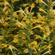 Close view of Agastache ‘Summerlong Lemon’ flowers and foliage