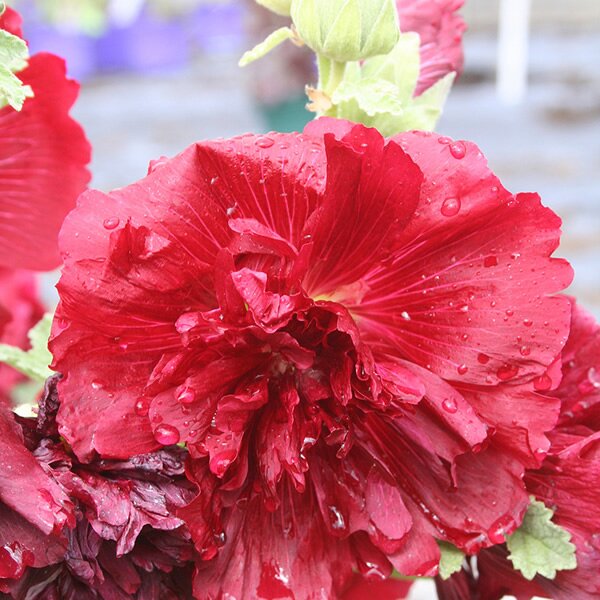 ‘Spring Celebrities Crimson’ | Alcea Rosea (2 Litre)