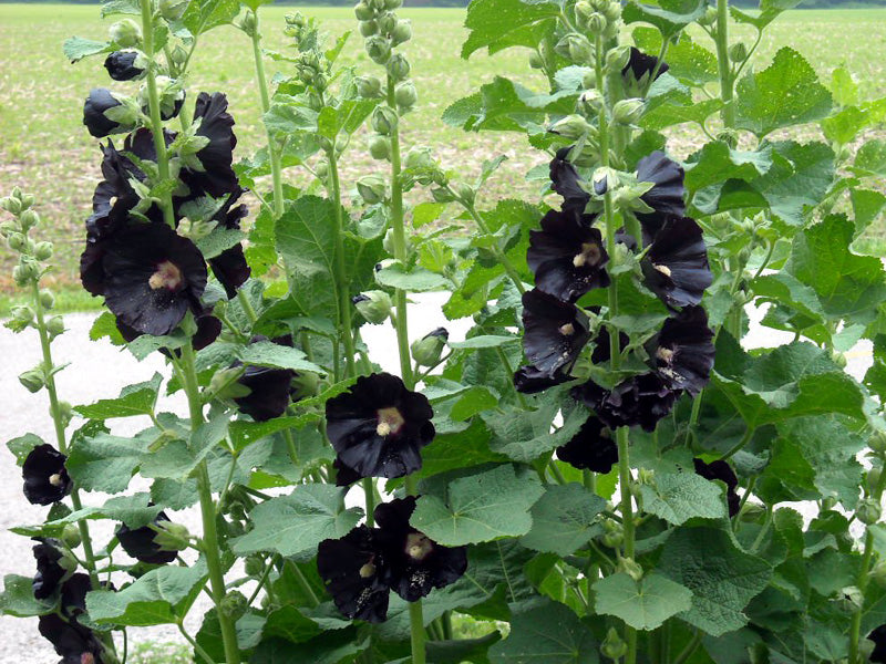 Alcea rosea Nigra