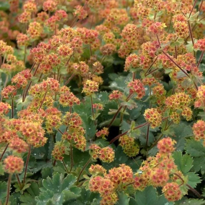 Alchemilla erytropoda 'Alma' 2L