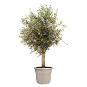 Elho Algarve Cilindro range – planted display