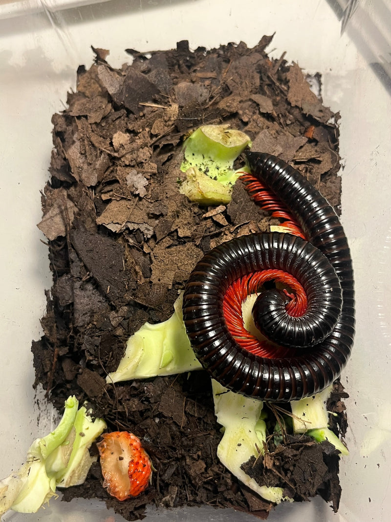 Red Leg Millipede - Alienostreptus bicoloripes