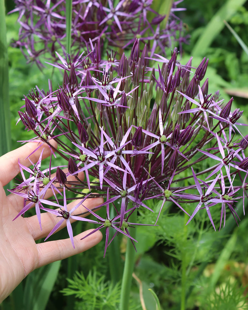 Allium christophii 2L