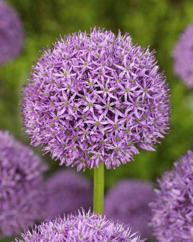 Allium 'Gladiator' (1 Pack)