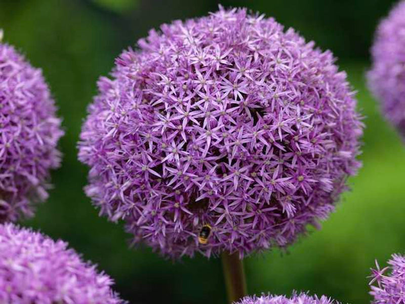 Allium 'Globemaster' (1 Pack)