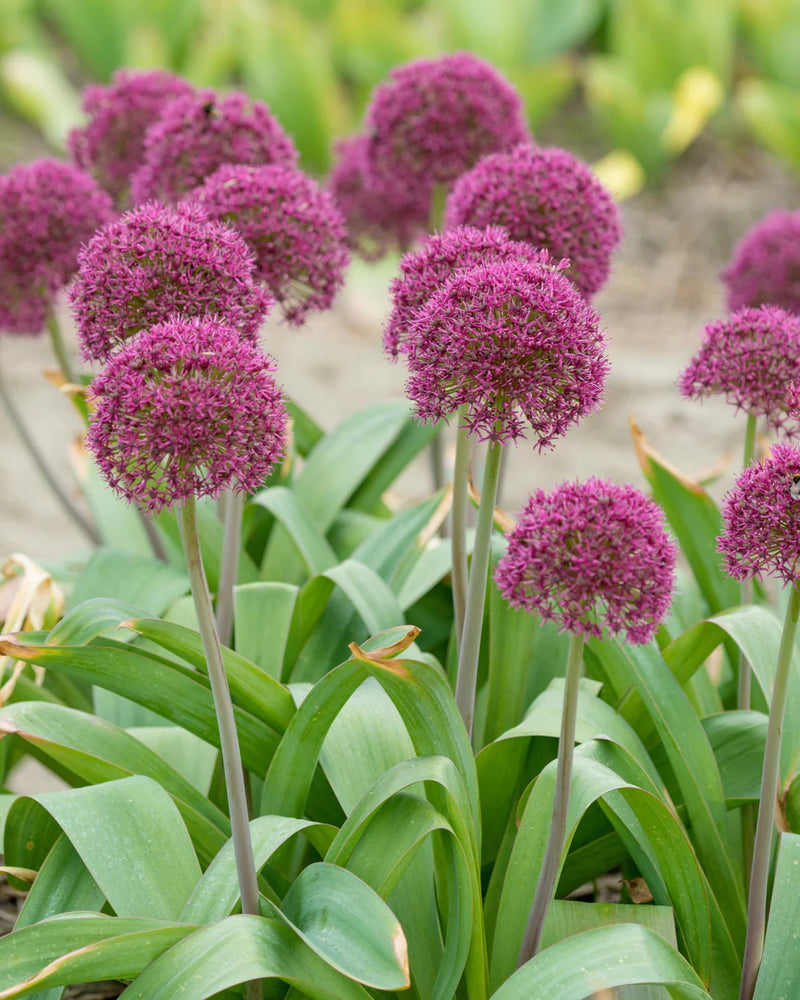 Allium 'Ostara' 2L
