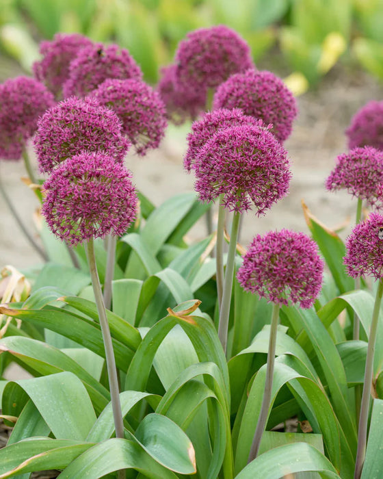 Allium 'Ostara' (5 Pack)
