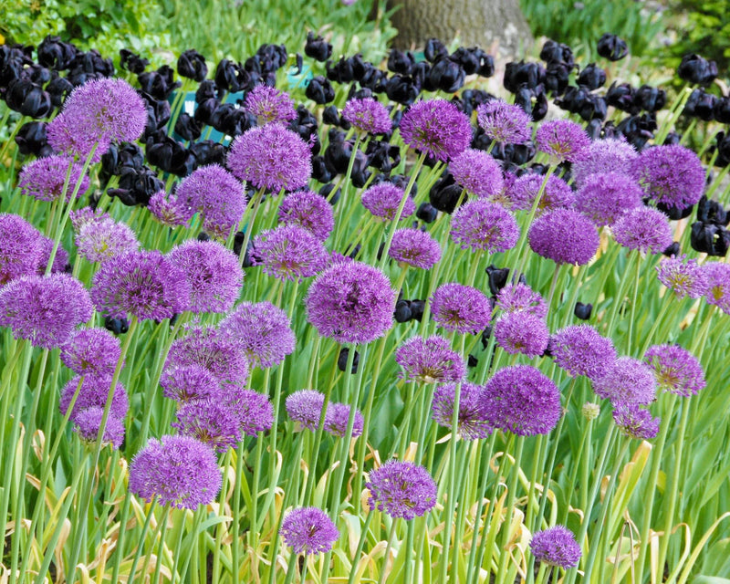 Allium 'Purple Sensation' (6 Pack)