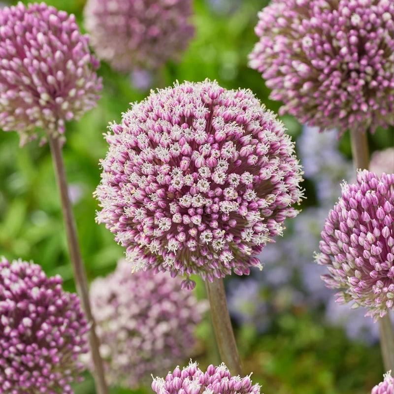 Allium 'Summer Drummer' (7 Pack)