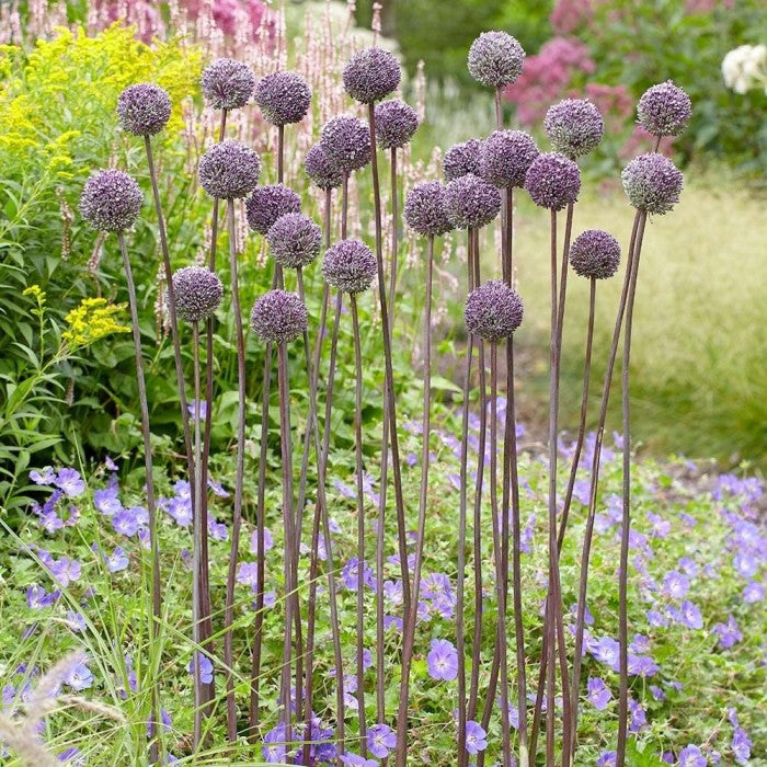 Allium 'Summer Drummer' (7 Pack)
