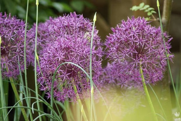 Allium 'Christophii' (15 Pack)