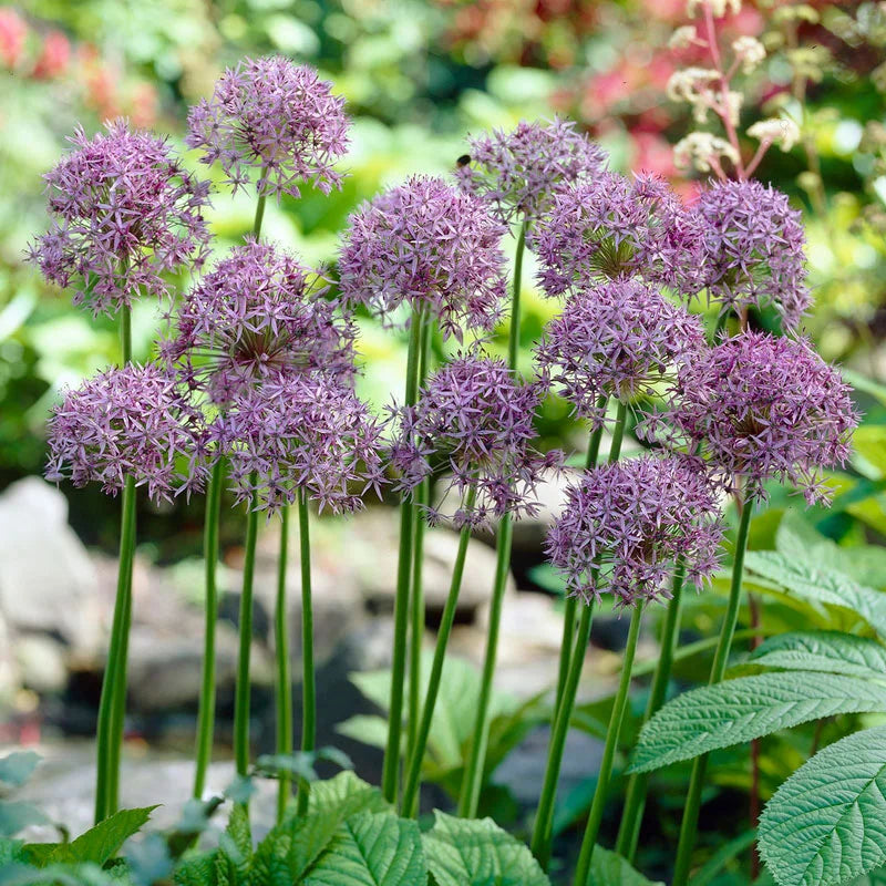 Allium 'Violet Beauty' (6 Pack)