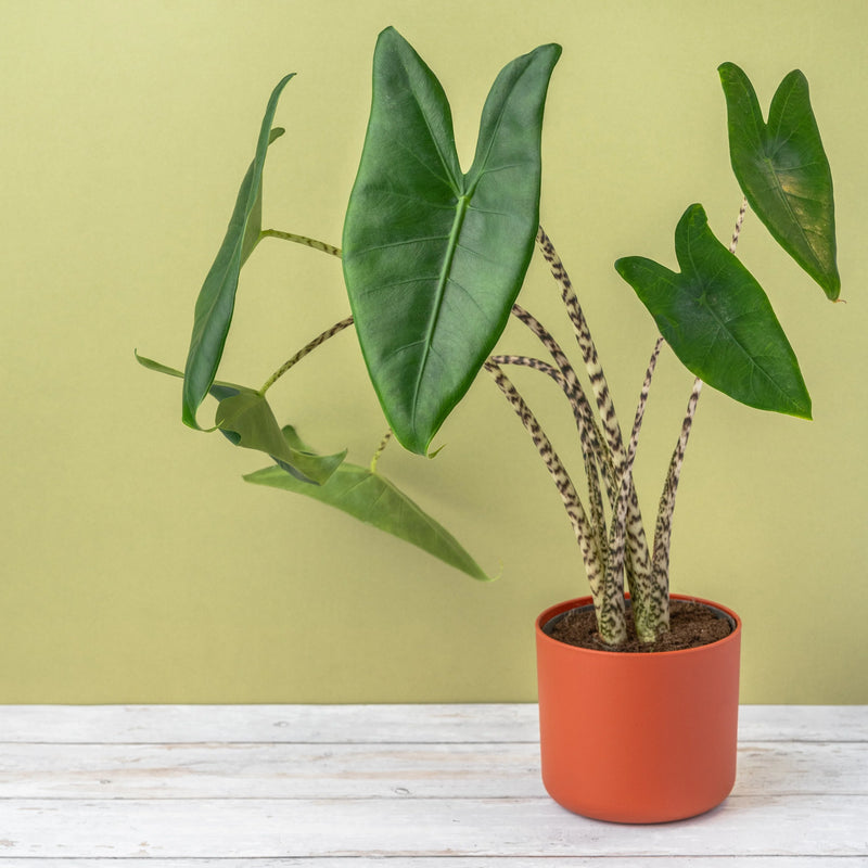 Alocasia Zebrina (P14)