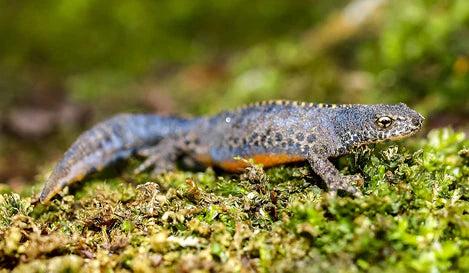 Alpine Newt Breeding Pair - Captive Bred