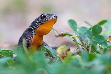 Alpine Newt Breeding Pair - Captive Bred