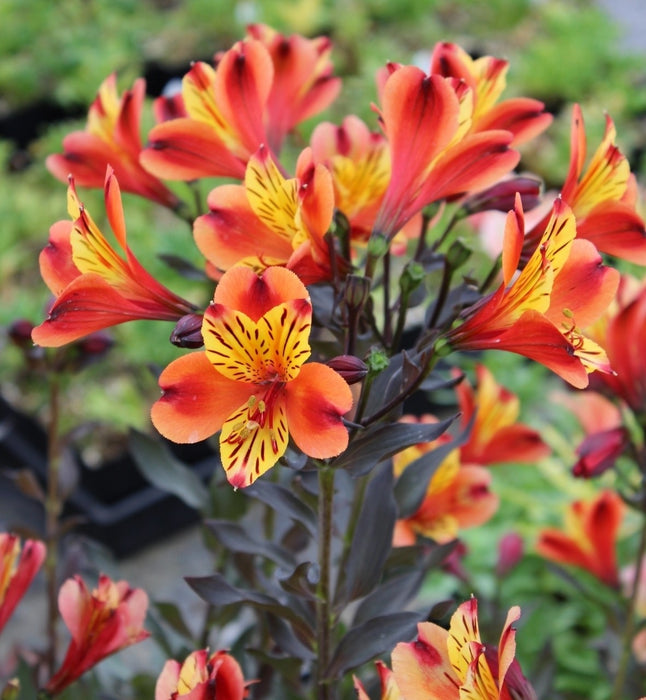 Alstroemeria 'Indian Summer' | Peruvian Lily