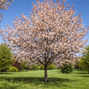 Amelanchier Robin Hill – plant and habit