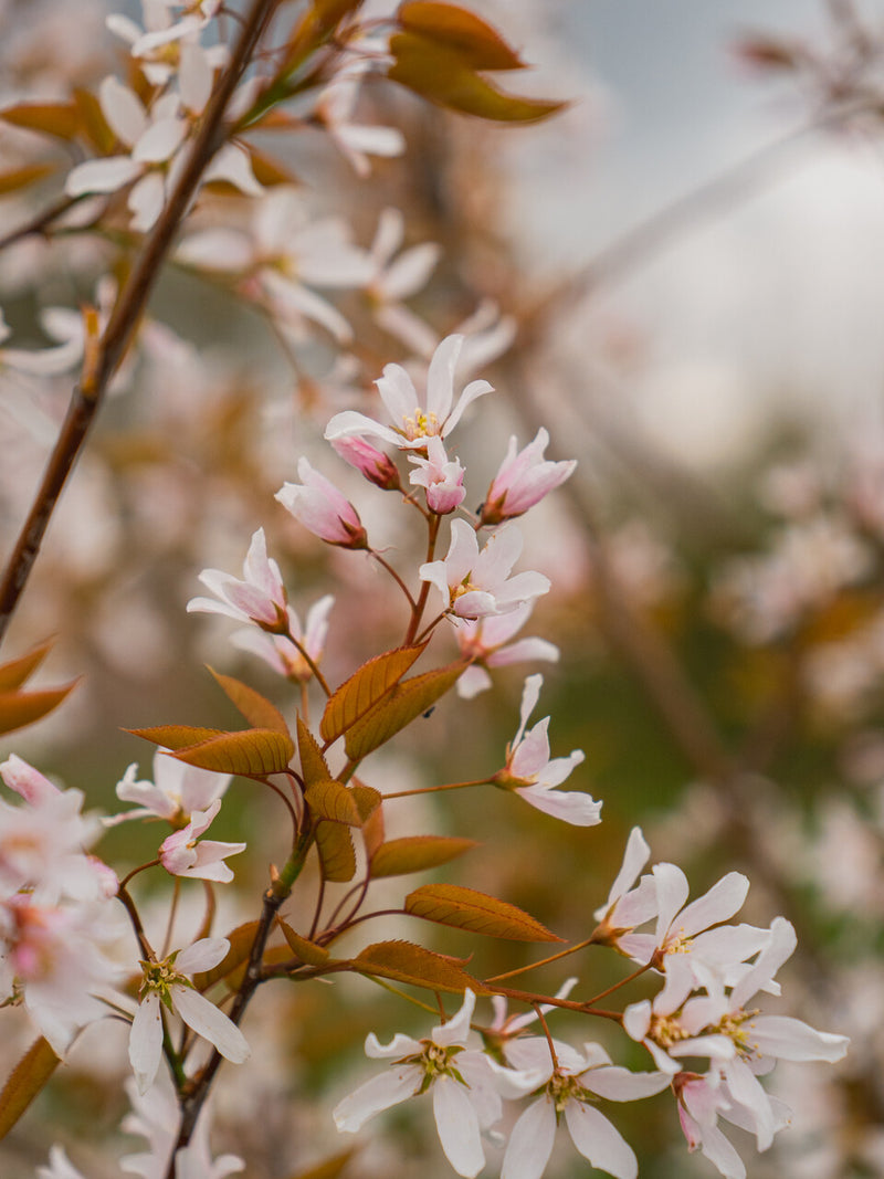 Amelanchier Robin Hill – flowers or seasonal detail