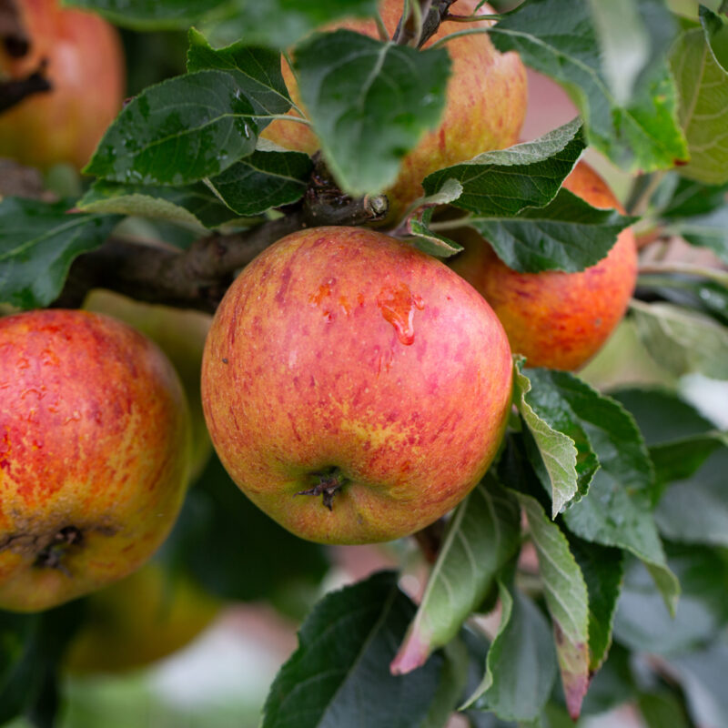 Amelanchier Robin Hill – foliage, fruit or mature form