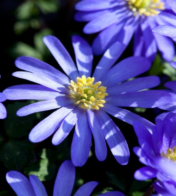 Anemone blanda 'Blue Shades' (60 Pack)