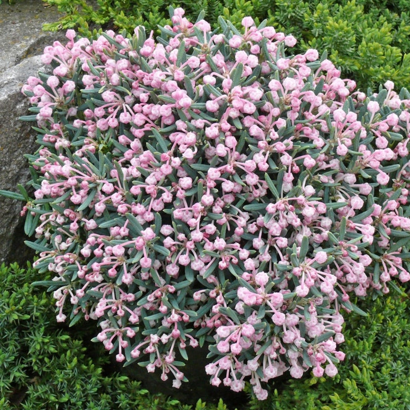 Andromeda Polifolia 'Blue Ice'