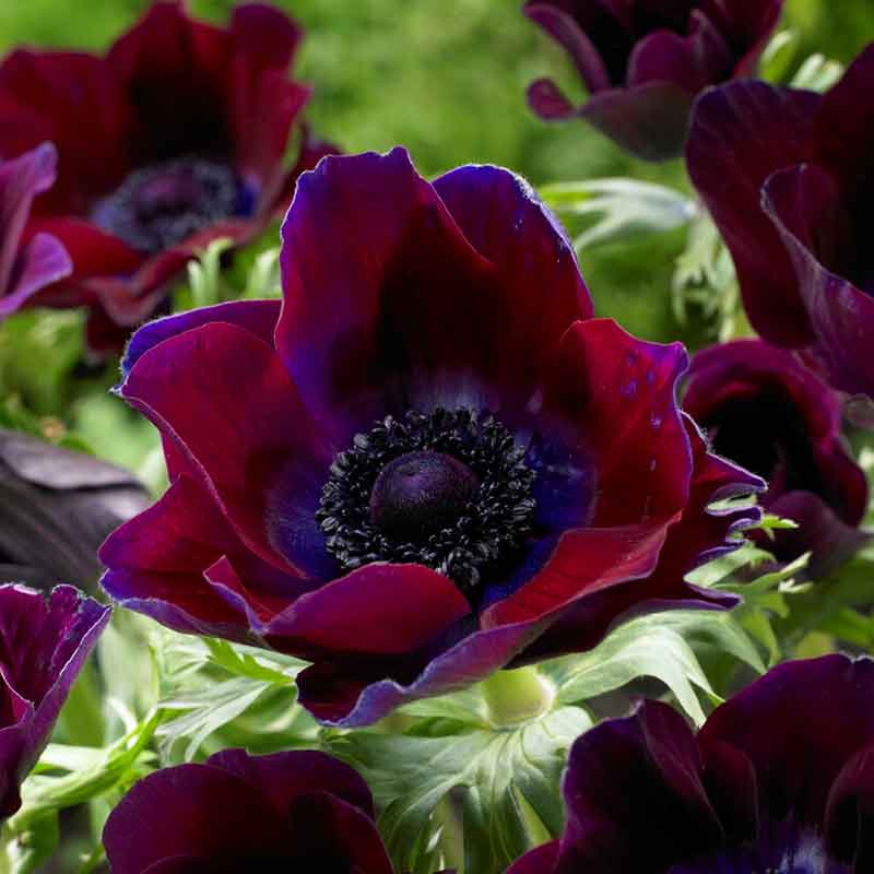 Anemone 'Bordeaux' (6 Bulbs per Pack)