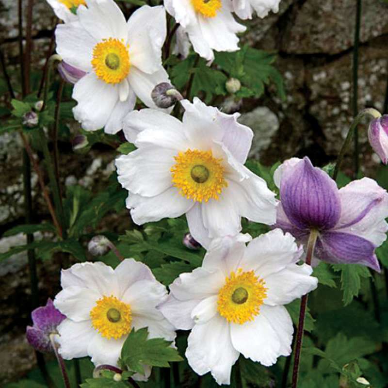 Anemone 'Dreaming Swan' | Japanese Anemone