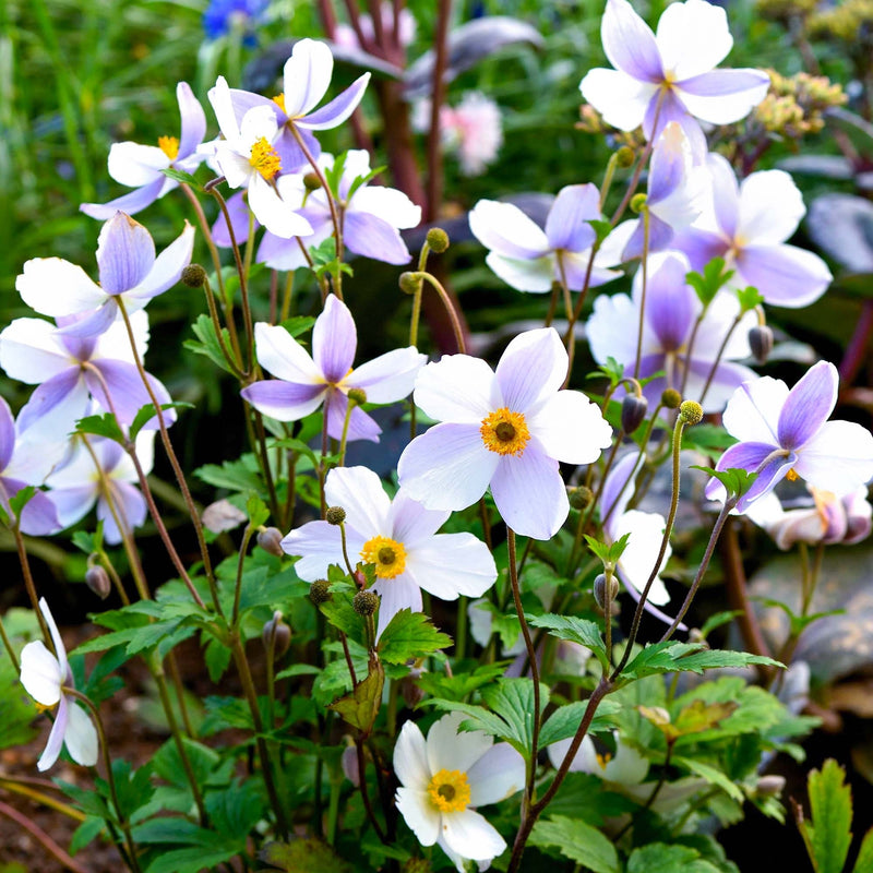Anemone 'Wild Swan' | Japanese Anemone